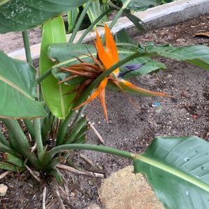 Meet your Posher, Augusta